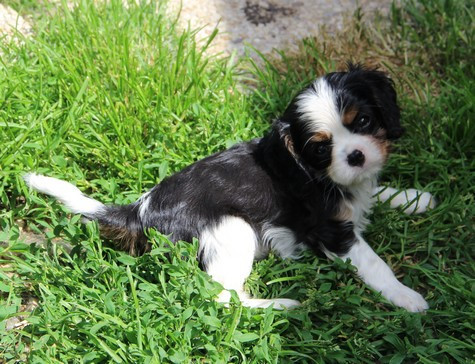 du domaine de Runneval - Chiots disponibles - Cavalier King Charles Spaniel