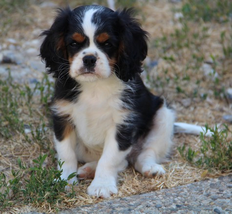 du domaine de Runneval - Chiots disponibles - Cavalier King Charles Spaniel