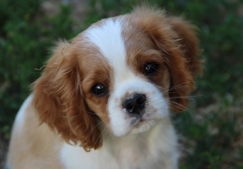 du domaine de Runneval - Chiots disponibles - Cavalier King Charles Spaniel