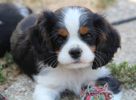 du domaine de Runneval - Chiots disponibles - Cavalier King Charles Spaniel