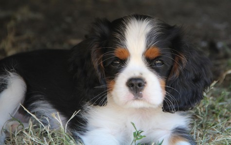 du domaine de Runneval - Chiots disponibles - Cavalier King Charles Spaniel
