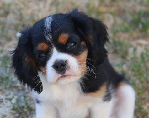 du domaine de Runneval - Chiots disponibles - Cavalier King Charles Spaniel