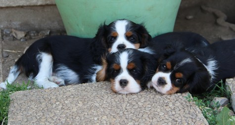 Chiot Cavalier King Charles Spaniel du domaine de Runneval
