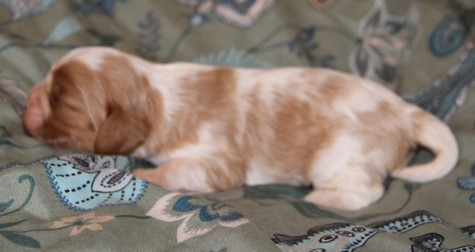 du domaine de Runneval - Chiots disponibles - Cavalier King Charles Spaniel