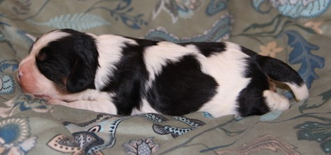 du domaine de Runneval - Chiots disponibles - Cavalier King Charles Spaniel