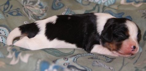 du domaine de Runneval - Chiots disponibles - Cavalier King Charles Spaniel