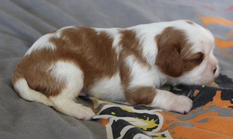 du domaine de Runneval - Chiots disponibles - Cavalier King Charles Spaniel