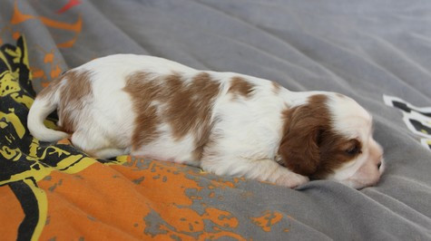 du domaine de Runneval - Chiots disponibles - Cavalier King Charles Spaniel