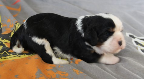 du domaine de Runneval - Chiots disponibles - Cavalier King Charles Spaniel