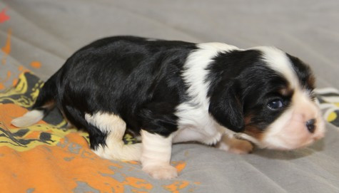 du domaine de Runneval - Chiots disponibles - Cavalier King Charles Spaniel