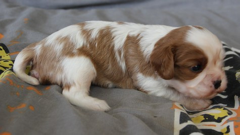 du domaine de Runneval - Chiots disponibles - Cavalier King Charles Spaniel