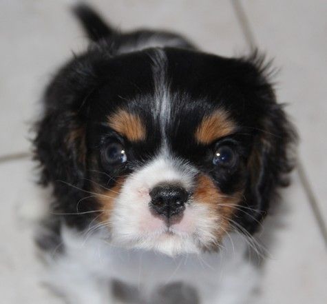 du domaine de Runneval - Chiots disponibles - Cavalier King Charles Spaniel