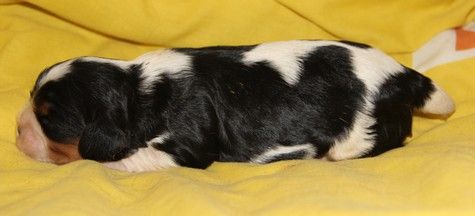du domaine de Runneval - Chiots disponibles - Cavalier King Charles Spaniel