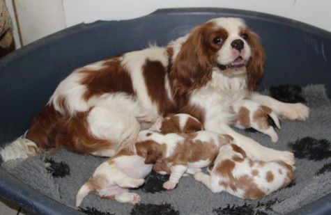 Chiot Cavalier King Charles Spaniel du domaine de Runneval