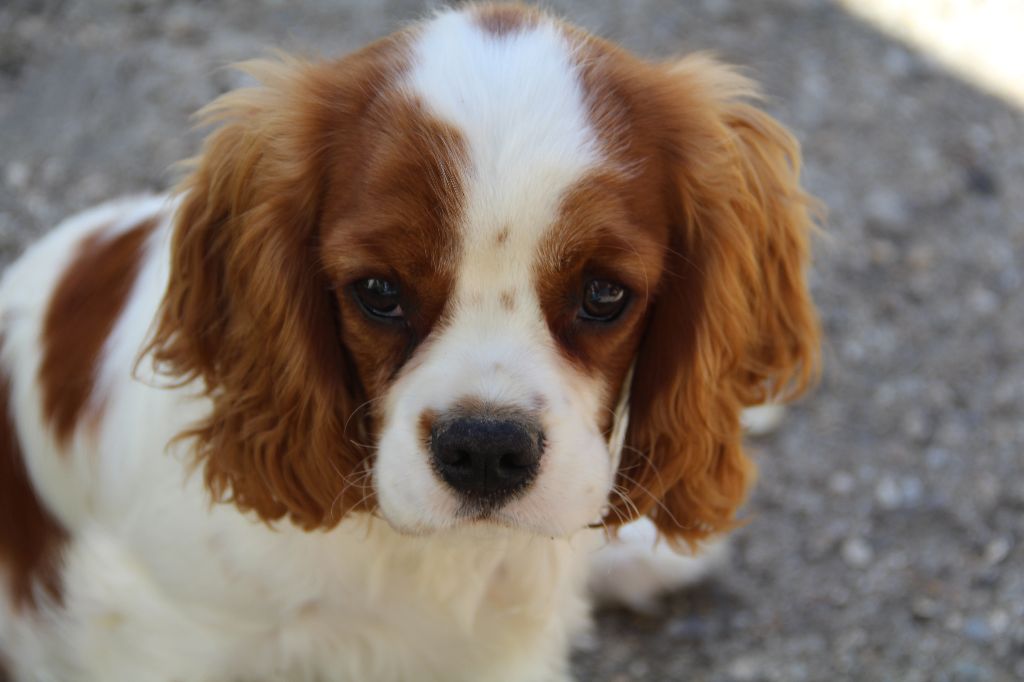 du domaine de Runneval - Chiots disponibles - Cavalier King Charles Spaniel