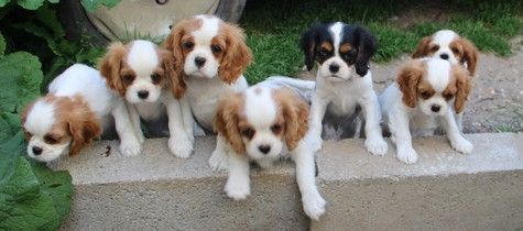 Chiot Cavalier King Charles Spaniel du domaine de Runneval