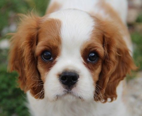 du domaine de Runneval - Chiots disponibles - Cavalier King Charles Spaniel