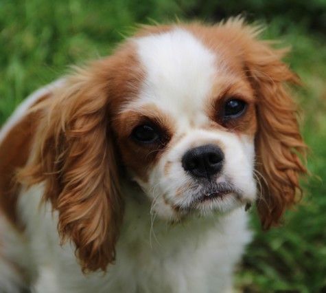 du domaine de Runneval - Chiots disponibles - Cavalier King Charles Spaniel
