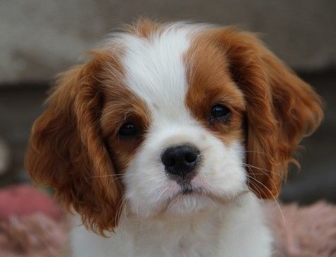 du domaine de Runneval - Chiots disponibles - Cavalier King Charles Spaniel