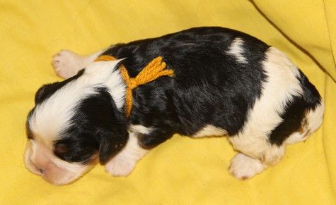 du domaine de Runneval - Chiots disponibles - Cavalier King Charles Spaniel