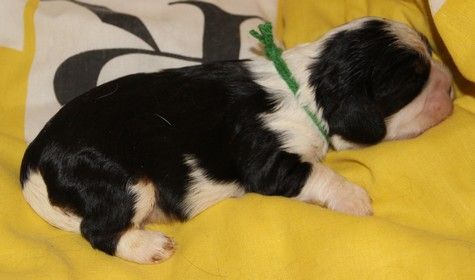 du domaine de Runneval - Chiots disponibles - Cavalier King Charles Spaniel
