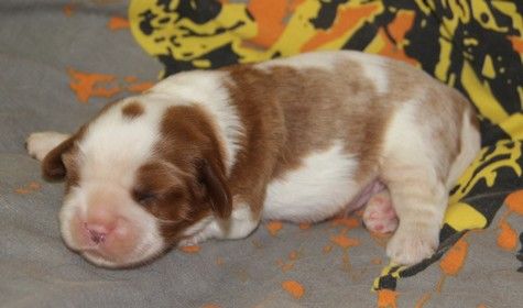 du domaine de Runneval - Chiots disponibles - Cavalier King Charles Spaniel