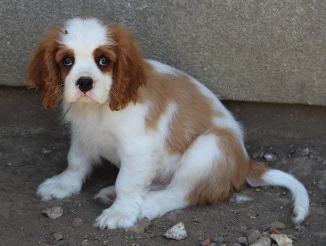 du domaine de Runneval - Chiots disponibles - Cavalier King Charles Spaniel