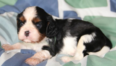 CHIOT 1