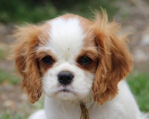 du domaine de Runneval - Chiots disponibles - Cavalier King Charles Spaniel