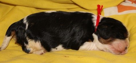 du domaine de Runneval - Chiots disponibles - Cavalier King Charles Spaniel