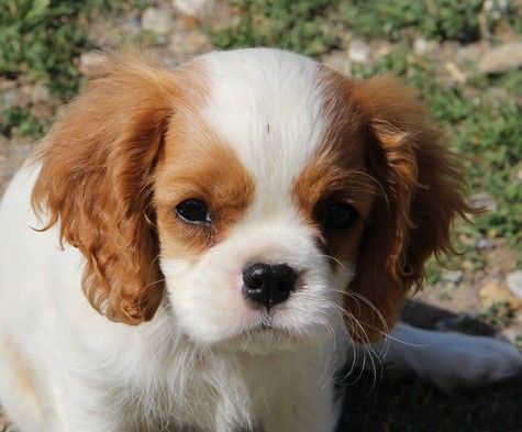du domaine de Runneval - Chiots disponibles - Cavalier King Charles Spaniel