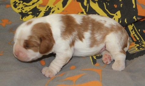 du domaine de Runneval - Chiots disponibles - Cavalier King Charles Spaniel