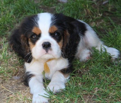 du domaine de Runneval - Chiots disponibles - Cavalier King Charles Spaniel